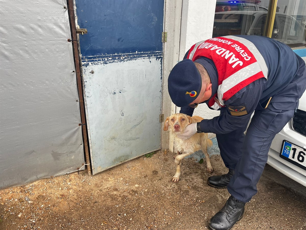 yaralı köpek