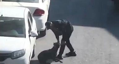 Beyoğlu'nda köpeğe eziyet eden şahıs gözaltına alındı