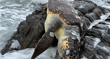 Erdek'te Caretta Caretta Kıyıya Vurdu