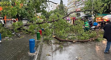 Başkentte fırtına ağaçları devirdi, yol kapandı