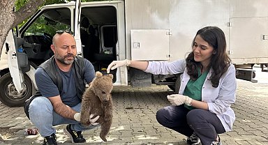 Bursa'da sevimli ayı yavrusu bulundu