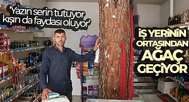 İş yerinin ortasından geçen ağaç dikkat çekiyor