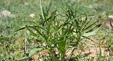Kırsalda Toplanan Yılanyastığı Bitkisi İhraç Ediliyor