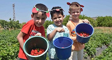 Menemen'de çilek kokulu günler başlıyor