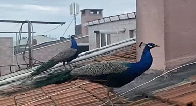 Tavus Kuşları Çatılarda Geziyor, Görenler Şaşırıp Kalıyor