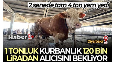 2 senede tam 4 ton yem yedi, 1 tonluk kurbanlık 120 bin liradan alıcısını bekliyor