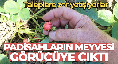 Padişahların meyvesi görücüye çıktı, taleplere zor yetişiyorlar