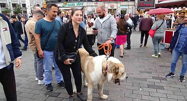Şampiyon dev köpek Taksim'de ilgi odağı oldu