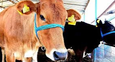 Zincir Marketlerin Kurbanlık Fiyatları Açıklandı! En Ucuz Kurban Hangi Markette?