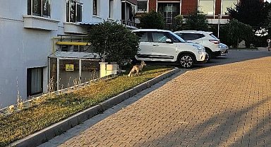 Ankara'da aç kalan tilki yerleşim merkezine indi