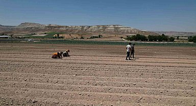Ankara'nın zorlu iklim yapısına rağmen yetiştirilen brokolinin hasadı başladı