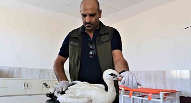 Ayağı ampute olan leylek tedavi altına alındı