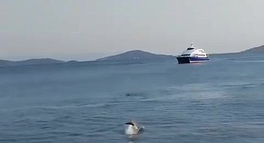 Bostancı Sahili'nde yüzen yunuslar kameraya yansıdı