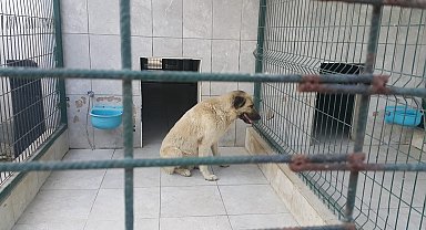 Bursa'da köpeğin saldırdığı çocuk yaralandı