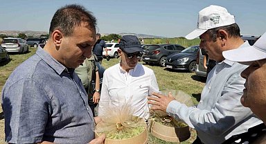 Büyükçekmece'de buğday hasat dönemi başladı