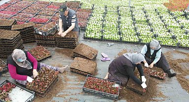 Çiftçi üretiyor, Bursa çiçek açıyor
