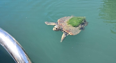 Edremit Sahillerinde Caretta Caretta Görüntülendi