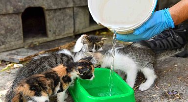 Esenyurt Belediyesi can dostları için seferber oldu