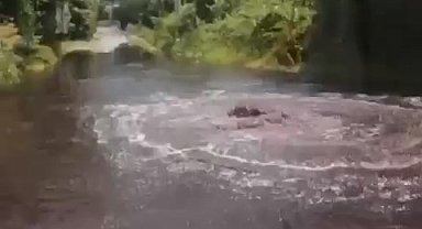 Fabrikaların zehirli atıkları armut bahçelerine aktı