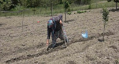 Havaların geç ısınması fide ekimini geciktirdi