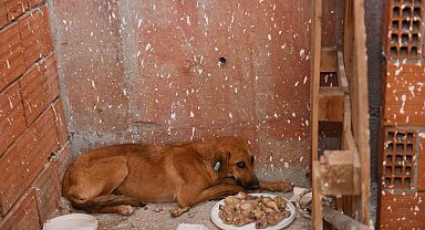 İnşaatta mahsur kalan köpeği belediye ekipleri kurtardı