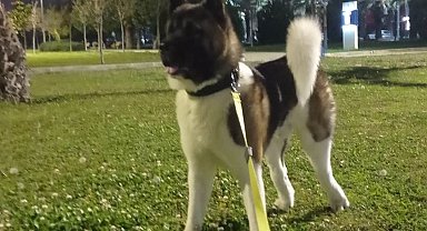 İzmir'de vahşet: Köpeği tekmeleyerek öldürdü