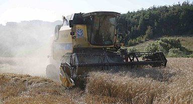 Kestel Belediyesi Türkiye'nin en ucuz ekmeği için buğday hasadını yaptı