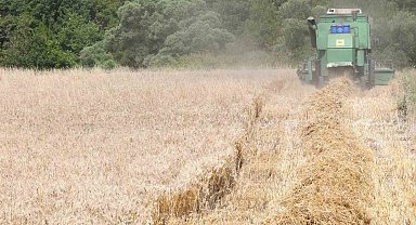 Lapseki'de Buğday Çeşit Demonstrasyon Tarla Günü düzenlendi