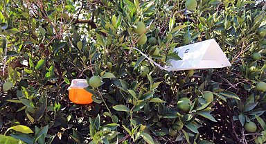 Muğla'da narenciye bahçelerine 'Sinek' tuzağı