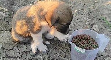 Öldürülen köpeğin yavruları bulundu