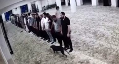 Sabah namazı vaktinde camiye giren köpek ile cemaatin imtihanı kamerada