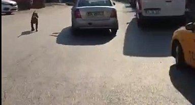 Seyir halindeyken köpek gezdiren sürücü kamerada