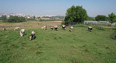 Türkiye'nin 'Boz Sığır' Irkı Koruma Altına Alındı