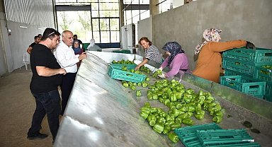 Yenişehir biberi yeni yatırımlarla dünyaya pazarlanıyor