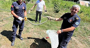 Zehirli yılanı eliyle yakalayıp pet şişeye böyle koydu