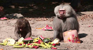 Zoopark'ta 40 derece sıcakta buzlu meyve keyfi