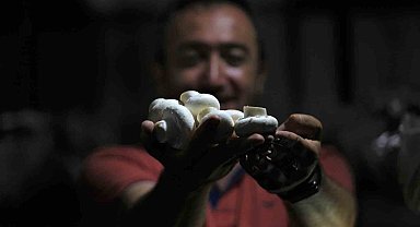 1200 rakımda günde 200 kilogram mantar üretiyor
