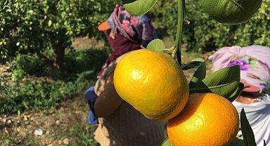 2023-2024 sezonunda narenciye rekoltesinde rekor artış