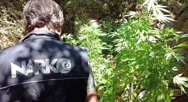 'Uyuşturucu ormanı'na polis baskını