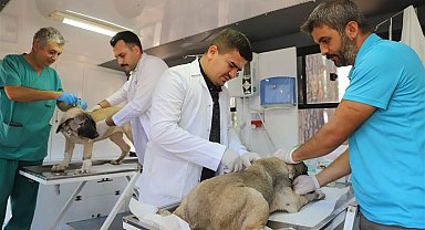 Alanya Belediyesi mobil kısırlaştırma aracı yaylalarda