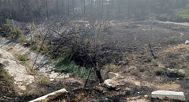 Ankara'da yanan ormanlık alan küle döndü
