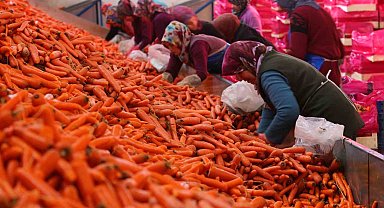 Aromasını Konya Ovasından alan havucun hasadı başladı