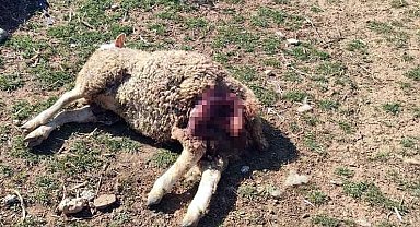Başıboş köpekler şehrin merkezindeki çiftliğe saldırdı