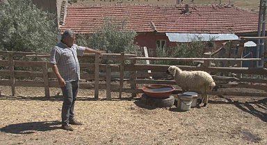 Başkentte sahipsiz köpekler 5 koyunu telef etti