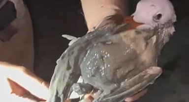 Bataklığa saplanıp ölmek üzere olan martıyı itfaiye ekipleri kurtardı: O anlar kamerada