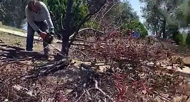 Bornova Belediyesine ağaç kesim tepkisi