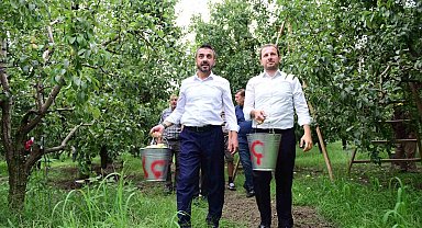 Bursa'da armut hasadı başladı...