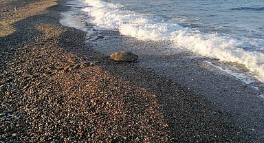 Caretta Caretta yuvasının koruma kafesini kaldırıp üzerinde mangal yaptılar