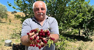 Coğrafi işaretli 'Çubuk vişnesi'nin hasadı başladı