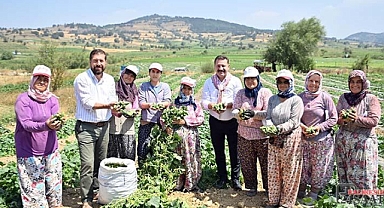 Coğrafi İşaretli Sındırgı Kornişonunda Hasat Telaşı